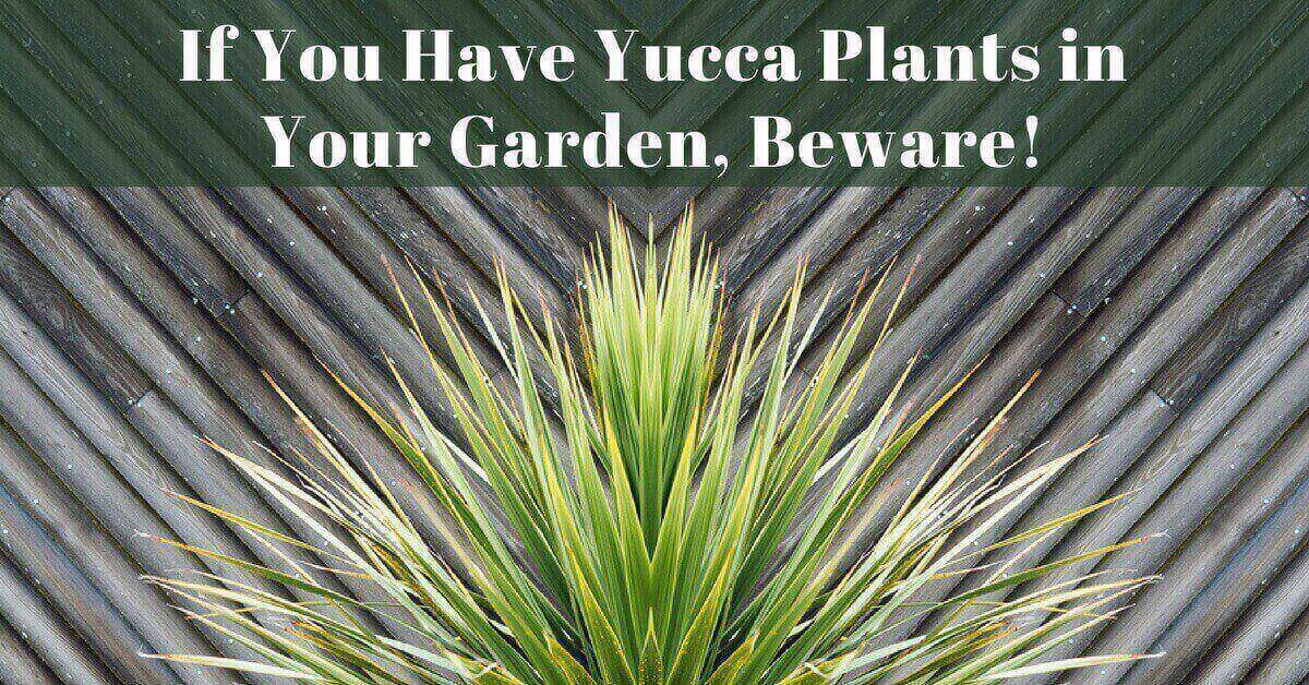 If You have Yucca Plants in Your Garden, Beware!